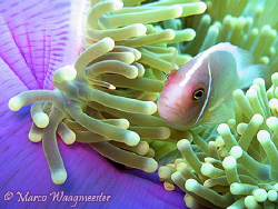 Pink or Skunk Anemonefish (Canon A620, Built-in Flash) by Marco Waagmeester 